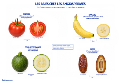 Les baies chez les Angiospermes - planche 2